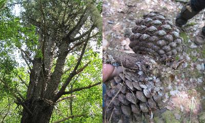 Pinus radiata = Pinus insignis